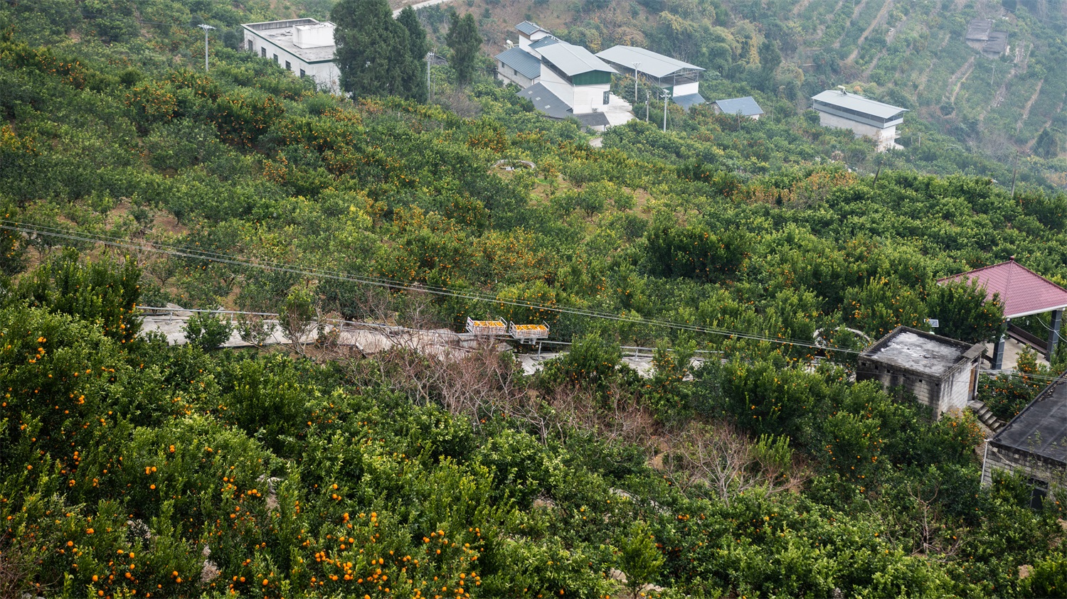 演示7QDGS-400遥控双向牵引山地果园轨道运输机运输水果